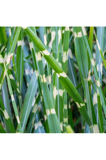 Міскантус `Літл Зебра` в саду — декоративне смугасте листя крупним планом